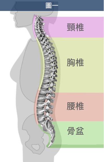 正常的脊椎應有的曲線：頸椎前彎、胸椎後彎、腰椎前彎