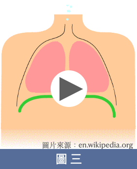 異常呼吸模式-鎖骨呼吸