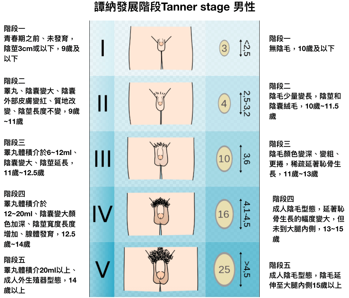 第二性徵發展過程, Tanner stage, 譚納第二性徵發展階段