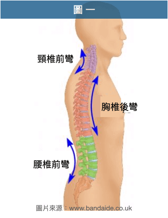 正常脊椎側面曲線：頸椎前彎、胸椎後彎、腰椎前彎